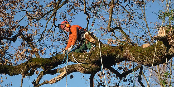 slideWillkommen bei René Menzel Forst- und Gartenbau